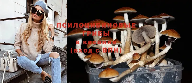 Галлюциногенные грибы Psilocybe  где продают наркотики  Шарыпово 